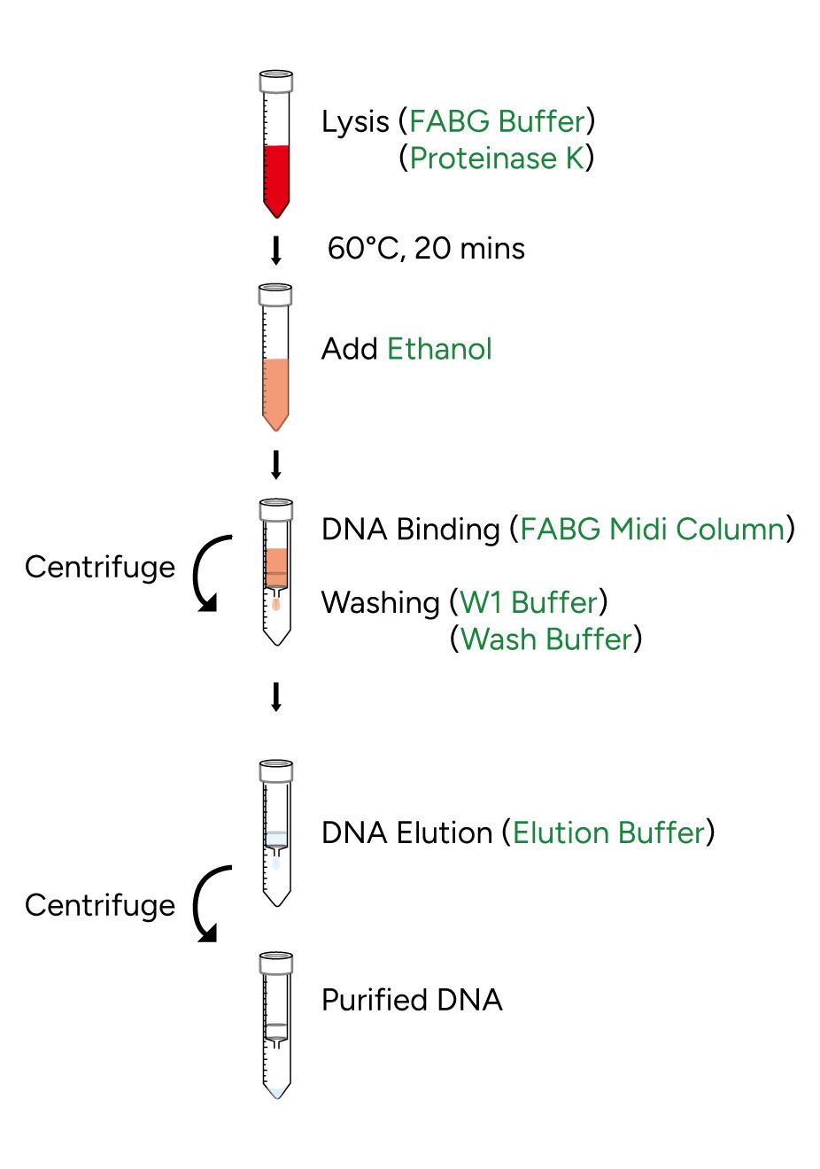 FavorPrep Blood/Cultured Cell Genomic DNA Extraction Midi Kit Protocol